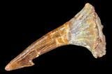 Fossil Sawfish (Onchopristis) Rostral Barb- Morocco #106436-1